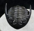 Flying Hollardops Trilobite - Great Eyes #36849-5